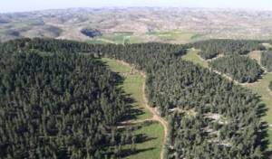 Diapositive24 Forêt de Yatir (Néguev)