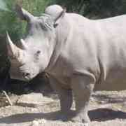 Rhinocéros_blanc.jpg